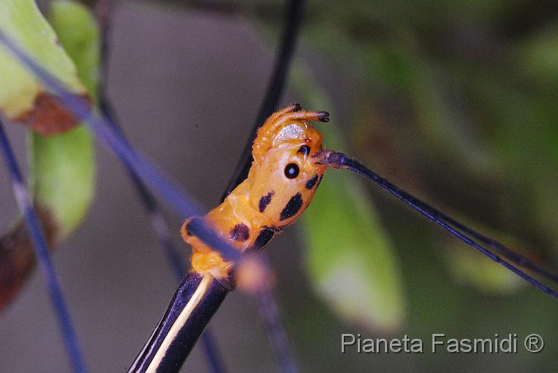 Oreophoetes peruana F 09.JPG